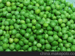 批发供应 农产品 粮油作物 天然蔬菜 颗颗粒大饱满 豌豆