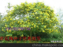 广西省绿化工程专用灌木种子  绿化工程专用树木种子