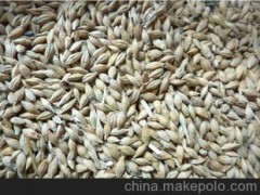 A 定西诚盛粮油贸易 直销厂家优质过硬产品 荞麦
