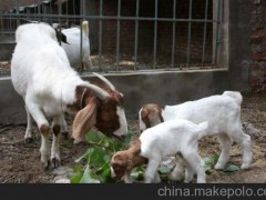 延边波尔山羊