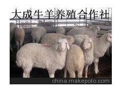 河北三河波尔山羊养殖场