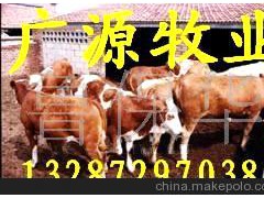 肉牛养殖场-黄牛 南阳牛 夏洛莱牛 利木赞牛