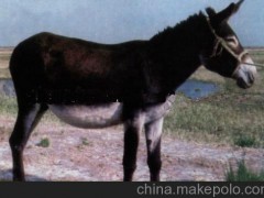 吉林延边肉驴养殖场