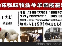 南阳利木赞牛价格