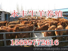 三河小尾寒羊现有2000只便宜出售