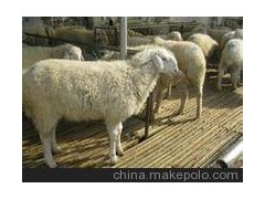 吉林延边小尾寒羊养殖场
