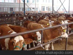 河南南阳鲁西黄牛养殖场X西门塔尔养殖基地X利木赞牛养殖场