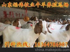 供应三河波尔山羊孕羊养殖场