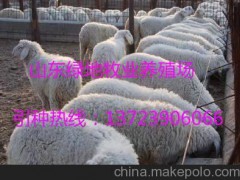 延边养羊利润  养殖视频
