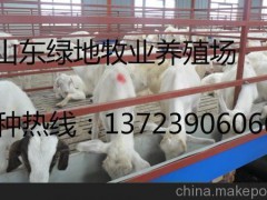 延边羊苗价格 养羊基地