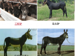 延边小驴驹养殖效益