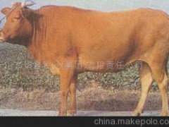 鲁西菜牛