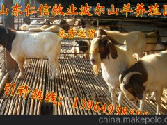 供应延边最近小尾寒羊怀孕羊价格