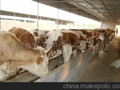 鲁西菜牛 鲁西黄牛西门塔尔牛 改良牛华鲁牧业牛