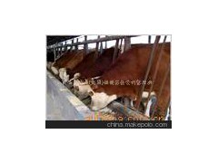 华鲁牧业鲁西黄牛，改良菜牛，山东肉牛，小黄牛犊