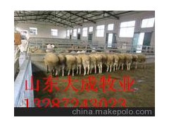 延边波尔山羊小尾寒羊种羊养殖场