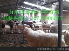 延边大型肉羊养殖场  养羊饲料