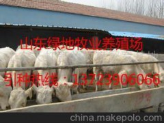 延边养羊技术  养羊视频