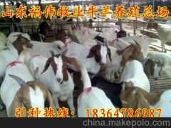 供应吉林延边养羊场