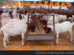 延边养羊基地