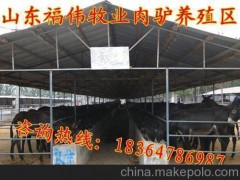 供应延边改良肉驴价格