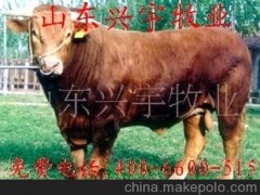 肉牛 改良 海伏特牛 安格斯牛