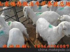 供应延边杂交波尔山羊羊苗价格