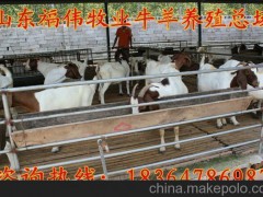 供应延边怀孕波尔山羊母羊价格