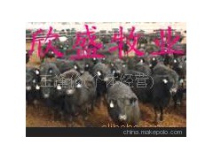 鲁西黄牛、海福特肉牛、利木赞肉牛、安格斯牛