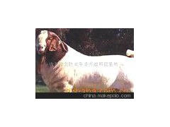 肉牛羊 改良牛 波尔山羊利木赞牛