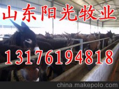 供应肉驴，种驴养殖、安格斯牛 波尔山羊 肉羊