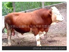 安格斯牛、利木赞牛
