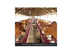 安格斯牛 安格斯牛 安格斯牛 安格斯牛