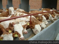 西门塔尔牛   夏洛莱牛     利木赞牛 改良肉牛 安格斯牛
