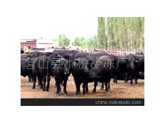 安格斯牛、夏洛莱牛、西门塔尔牛