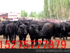 安格斯牛价格 安格斯牛养殖场