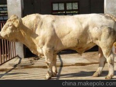 大量供应夏洛莱牛 效益分析 国家级养殖基地