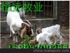 西门塔尔牛、夏洛莱牛、利木赞牛、架子牛