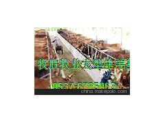西门塔尔牛、安格斯牛、肉牛犊、肥育小公牛