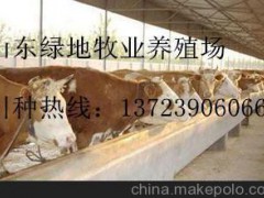 莱芜供应福特牛  安格斯牛  西门塔尔牛