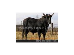 安格斯牛育肥牛犊