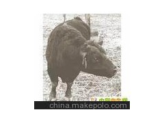 供应2013年安格斯牛的价格走势