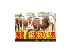 鲁西黄牛种牛，夏洛莱牛种牛，西门塔尔牛种牛