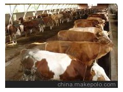 供应肉牛 西门塔尔牛 利木赞牛