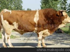 肉牛犊 鲁西黄牛 西门塔尔牛 夏洛莱牛