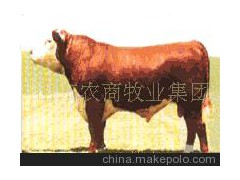 肉牛海福特牛