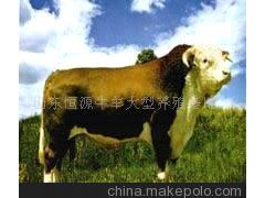 山东牛羊肉牛 西门塔尔牛 海福特牛