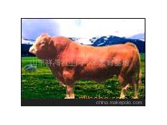 山东祥鸿牧业提供 利木赞牛 夏洛莱牛 一站通