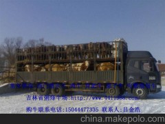 福建省海福特牛