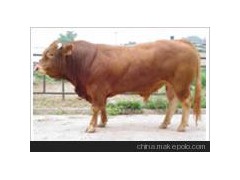 供应牧正养殖供应海福特牛、利木赞牛